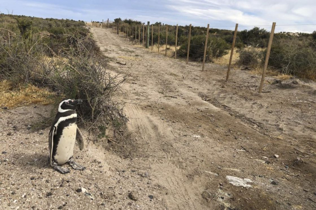 Nacho Torres: «Un paso importante hacia la protección del medio ambiente y la conservación de la vida silvestre»